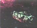 Queen.of.Blood.TVRip.1966.Xvid.by.Lost.Johnny[(057936)15-37-53].JPG